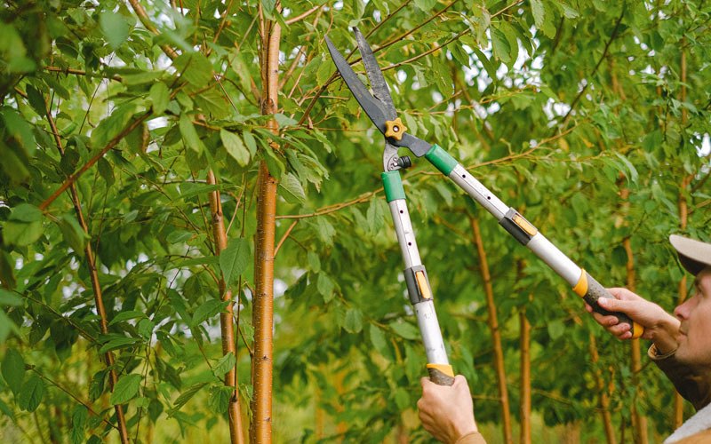 Tree trimming in Flatwoods, WV