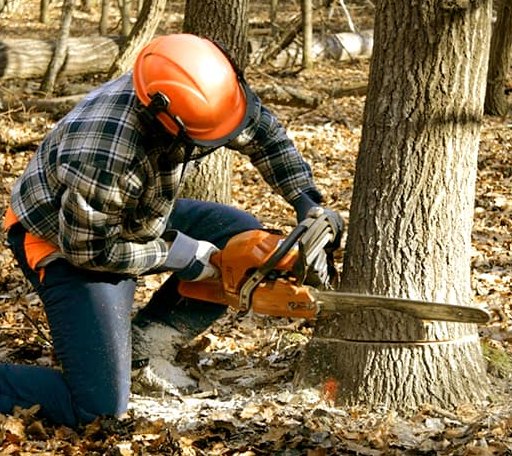 Tree Removal in Flatwoods, WV
